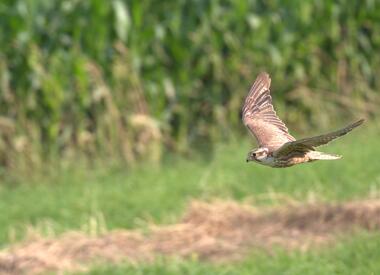 New study reveals the secrets of parental behaviour in Saker Falcons