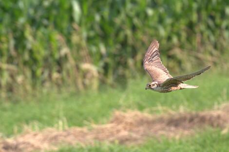 New study reveals the secrets of parental behaviour in Saker Falcons