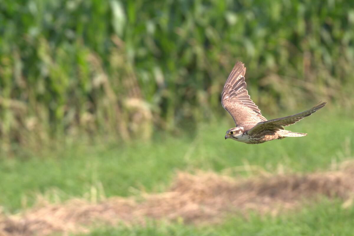 New study reveals the secrets of parental behaviour in Saker Falcons